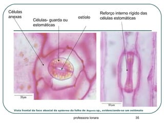 professora Ionara 35
Vista frontal da face abaxial da epiderme da folha de Begonia sp., evidenciando-se um estômato
Células
anexas
Células- guarda ou
estomáticas
ostíolo
Reforço interno rígido das
células estomáticas
 