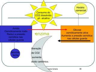 professora Ionara 36

Amido
Osmóticamente inativ
Reduz a pressão
osmótica nas
células guarda
Glicose
osmóticamente ativa
Aumenta a pressão osmótica
nas células guarda
Consumo do
CO2 dissolvido:
ph alcalino
liberação
de CO2
aumenta
ácido carbônico.
enzima
Murcha
fecha
Horário
comercial
 