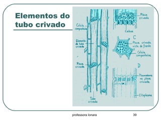 professora Ionara 39
Elementos do
tubo crivado
 