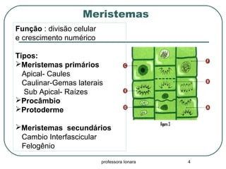 Meristemas
professora Ionara 4
Função : divisão celular
e crescimento numérico
Tipos:
Meristemas primários
Apical- Caules
Caulinar-Gemas laterais
Sub Apical- Raízes
Procâmbio
Protoderme
Meristemas secundários
Cambio Interfascicular
Felogênio
 