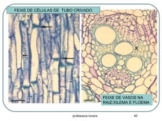 professora Ionara 40
FEIXE DE CÉLULAS DE TUBO CRIVADO
FEIXE DE VASOS NA
RAIZ:XILEMA E FLOEMA
 