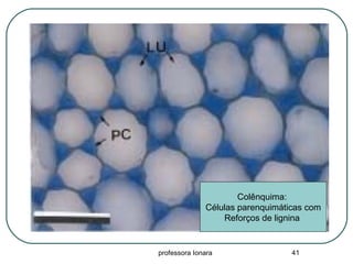 professora Ionara 41
Colênquima:
Células parenquimáticas com
Reforços de lignina
 