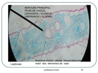 professora Ionara 42
NERVURA PRINCIPAL-
FEIXE DE VASOS,
LENHOSOS ( XILEMA)E
LIBERIANOS ( FLOEMA)
Anatomia Krantz: células fotossintetizantes ao
redor dos elementos de vasoestômato
 