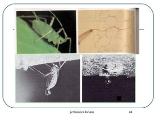 professora Ionara 44
 