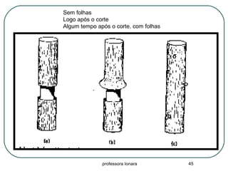 professora Ionara 45
Sem folhas
Logo após o corte
Algum tempo após o corte, com folhas
 