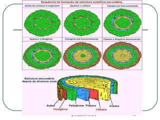 professora Ionara 48
 