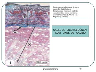 professora Ionara 49
Seção transversal do caule de louro-
pardo (Cordia trichotoma _
Boraginaceae) mostrando o câmbio
vascular entre o xilema e o floema
secundários. (Foto: E. Amano e V.
Angyalossy-Alfonso).
CAULE DE DICOTILEDÔNEA:
COM ANEL DE CAMBIO
 