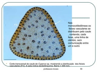 professora Ionara 50
 Corte transversal do caule de Cyperus sp. mostrando a distribuição dos feixes
vasculares (FV). A seta indica esclerênquima. Barra = 300 mm.
Nas
monocotiledôneas os
feixes vasculares se
distribuem pelo caule
, contendo, cada
feixe, uma linha de
câmbio, sem
comunicação entre
um e outro
 