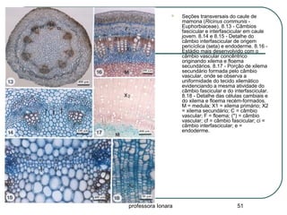 professora Ionara 51
 Seções transversais do caule de
mamona (Ricinus communis -
Euphorbiaceae). 8.13 - Câmbios
fascicular e interfascicular em caule
jovem. 8.14 e 8.15 - Detalhe do
câmbio interfascicular de origem
pericíclica (seta) e endoderme. 8.16 -
Estádio mais desenvolvido com o
câmbio vascular concêntrico
originando xilema e floema
secundários. 8.17 - Porção de xilema
secundário formada pelo câmbio
vascular, onde se observa a
uniformidade do tecido xilemático
evidenciando a mesma atividade do
câmbio fascicular e do interfascicular.
8.18 - Detalhe das células cambiais e
do xilema e floema recém-formados.
M = medula; X1 = xilema primário; X2
= xilema secundário; C = câmbio
vascular; F = floema; (*) = câmbio
vascular; cf = câmbio fascicular; ci =
câmbio interfascicular; e =
endoderme.
 