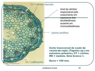professora Ionara 52
Corte transversal do caule de
vareta-de-rojão (Tagetes sp.) em
estrutura primária.; CT = córtex;
ME = medula. Seta branca =.
Barra = 100 mm.
Anel de câmbio:
responsável pelo
crescimento em
espessura das
dicotiledôneas,
ausente em
monocotiledôneas.
CV = cilindro vascular;
CL = colênquima
bainha amilífera
 