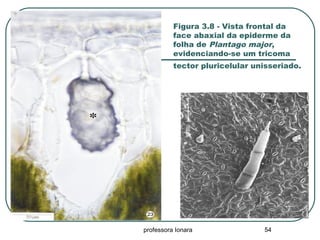 professora Ionara 54
Figura 3.8 - Vista frontal da
face abaxial da epiderme da
folha de Plantago major,
evidenciando-se um tricoma
tector pluricelular unisseriado.
 
 