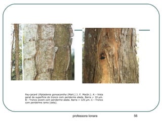 professora Ionara 56
Pau-jacaré (Piptadenia gonoacantha (Mart.) J. F. Macbr.). A - Vista
geral da superfície do tronco com periderme alada. Barra = 10 µm.
B - Tronco jovem com periderme alada. Barra = 125 µm. C - Tronco
com periderme ramo (seta).
 