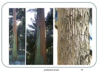 professora Ionara 57
 periderme
 