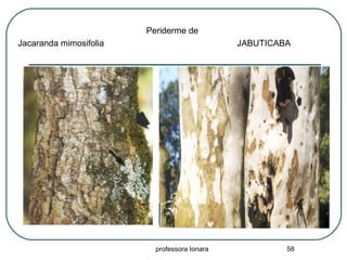 professora Ionara 58
Periderme de
Jacaranda mimosifolia JABUTICABA
 