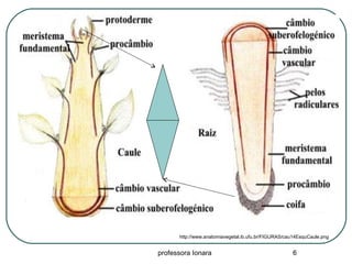 professora Ionara 6
http://www.anatomiavegetal.ib.ufu.br/FIGURAS/cau14EsquCaule.png
 