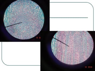 professora Ionara 61
 