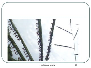 professora Ionara 65
 