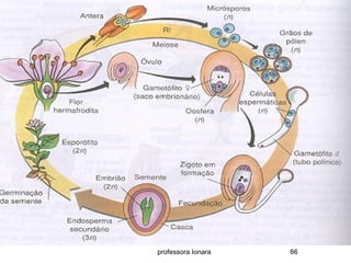 professora Ionara 66
 