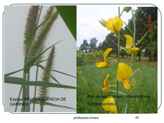 professora Ionara 67
Espiga:INFLORESCÊNCIA DE
GAMINEA
Flor de leguminosa- inflorescência
Crotalaria indica
 