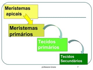 professora Ionara 7
Meristemas
apicais
Meristemas
primários
Tecidos
primários
Tecidos
Secundários
 