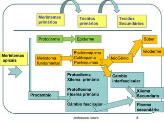 professora Ionara 8
Meristemas
apicais
Meristemas
primários
Tecidos
primários
Tecidos
Secundários
Procambio
Protoxilema
Xilema primário
Protofloema
Floema primário
Câmbio fascicular
Cambio
interfascicular
Floema
secundário
Xilema
Secundário
Meristema
fundamental
Esclerenquima
Colênquima
Parênquimas
feloGênio
Súber
feloderme
EpidermeProtoderme
 