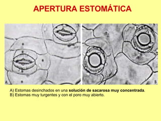 A) Estomas desinchados en una  solución de sacarosa muy concentrada .  B) Estomas muy turgentes y con el poro muy abierto. APERTURA ESTOMÁTICA 