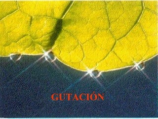 GUTACIÓN 