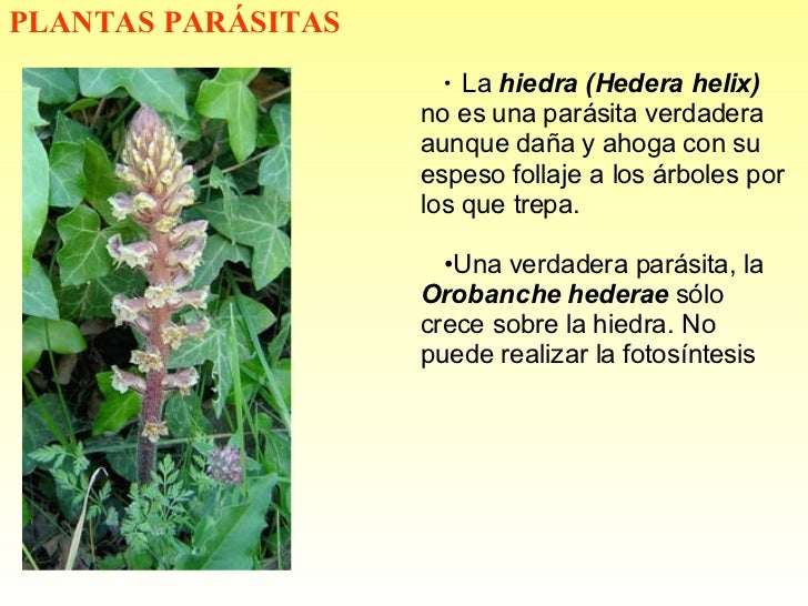 Fisiologia vegetal III Nutrición