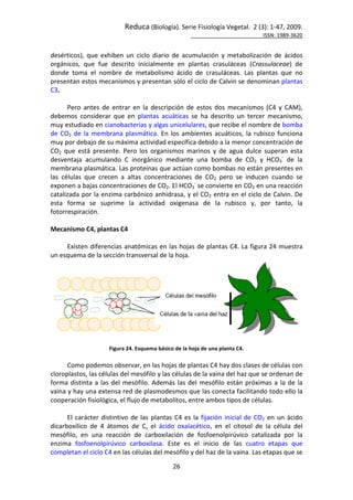 Reduca (Biología). Serie Fisiología Vegetal. 2 (3): 1-47, 2009.
ISSN: 1989-3620
26
desérticos), que exhiben un ciclo diario de acumulación y metabolización de ácidos
orgánicos, que fue descrito inicialmente en plantas crasuláceas (Crassulaceae) de
donde toma el nombre de metabolismo ácido de crasuláceas. Las plantas que no
presentan estos mecanismos y presentan sólo el ciclo de Calvin se denominan plantas
C3.
Pero antes de entrar en la descripción de estos dos mecanismos (C4 y CAM),
debemos considerar que en plantas acuáticas se ha descrito un tercer mecanismo,
muy estudiado en cianobacterias y algas unicelulares, que recibe el nombre de bomba
de CO2 de la membrana plasmática. En los ambientes acuáticos, la rubisco funciona
muy por debajo de su máxima actividad específica debido a la menor concentración de
CO2 que está presente. Pero los organismos marinos y de agua dulce superan esta
desventaja acumulando C inorgánico mediante una bomba de CO2 y HCO3
-
de la
membrana plasmática. Las proteínas que actúan como bombas no están presentes en
las células que crecen a altas concentraciones de CO2 pero se inducen cuando se
exponen a bajas concentraciones de CO2. El HCO3
-
se convierte en CO2 en una reacción
catalizada por la enzima carbónico anhidrasa, y el CO2 entra en el ciclo de Calvin. De
esta forma se suprime la actividad oxigenasa de la rubisco y, por tanto, la
fotorrespiración.
Mecanismo C4, plantas C4
Existen diferencias anatómicas en las hojas de plantas C4. La figura 24 muestra
un esquema de la sección transversal de la hoja.
Figura 24. Esquema básico de la hoja de una planta C4.
Como podemos observar, en las hojas de plantas C4 hay dos clases de células con
cloroplastos, las células del mesófilo y las células de la vaina del haz que se ordenan de
forma distinta a las del mesófilo. Además las del mesófilo están próximas a la de la
vaina y hay una extensa red de plasmodesmos que las conecta facilitando todo ello la
cooperación fisiológica, el flujo de metabolitos, entre ambos tipos de células.
El carácter distintivo de las plantas C4 es la fijación inicial de CO2 en un ácido
dicarboxílico de 4 átomos de C, el ácido oxalacético, en el citosol de la célula del
mesófilo, en una reacción de carboxilación de fosfoenolpirúvico catalizada por la
enzima fosfoenolpirúvico carboxilasa. Este es el inicio de las cuatro etapas que
completan el ciclo C4 en las células del mesófilo y del haz de la vaina. Las etapas que se
 