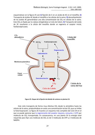 Reduca (Biología). Serie Fisiología Vegetal. 2 (3): 1-47, 2009.
ISSN: 1989-3620
27
esquematizan en la figura 25 son:1) fijación de C en un ácido de 4C en el mesófilo; 2)
Transporte de ácidos 4C desde el mesófilo a las células de la vaina; 3) descarboxilación
de los ácidos 4C generándose una alta concentración de CO2 en células de la vaina.
Este CO2 es fijado por la rubisco dirigiéndose al ciclo de Calvin; 4) Transporte del ácido
de 3C resultante a la célula del mesófilo donde se regenera el aceptor inicial,
fosfoenolpiruvato.
Figura 25. Etapas de la fijación de dióxido de carbono en plantas C4.
Este ciclo transporta de forma muy efectiva CO2 desde la atmósfera hasta las
células de la vaina, produciéndose en estas una concentración tal de CO2 que se inhibe
la fotorrespiración. La figura 26 muestra un esquema más completo del ciclo C4 en el
que se puede apreciar que la regeneración del aceptor requiere, consume, 2 ATP por
molécula de CO2 transportada. En consecuencia, en una planta C4 la energía total
requerida para fijar una molécula de CO2 es de 5 moléculas de ATP y 2 moléculas de
NADPH.
 