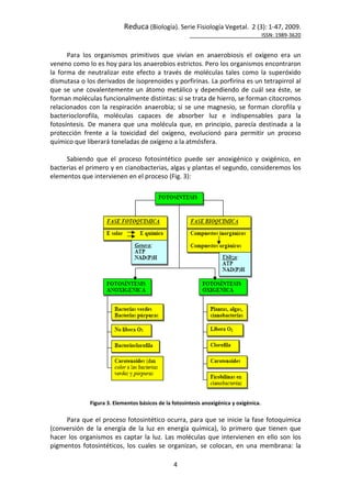 Reduca (Biología). Serie Fisiología Vegetal. 2 (3): 1-47, 2009.
ISSN: 1989-3620
4
Para los organismos primitivos que vivían en anaerobiosis el oxígeno era un
veneno como lo es hoy para los anaerobios estrictos. Pero los organismos encontraron
la forma de neutralizar este efecto a través de moléculas tales como la superóxido
dismutasa o los derivados de isoprenoides y porfirinas. La porfirina es un tetrapirrol al
que se une covalentemente un átomo metálico y dependiendo de cuál sea éste, se
forman moléculas funcionalmente distintas: si se trata de hierro, se forman citocromos
relacionados con la respiración anaerobia; si se une magnesio, se forman clorofila y
bacterioclorofila, moléculas capaces de absorber luz e indispensables para la
fotosíntesis. De manera que una molécula que, en principio, parecía destinada a la
protección frente a la toxicidad del oxígeno, evolucionó para permitir un proceso
químico que liberará toneladas de oxígeno a la atmósfera.
Sabiendo que el proceso fotosintético puede ser anoxigénico y oxigénico, en
bacterias el primero y en cianobacterias, algas y plantas el segundo, consideremos los
elementos que intervienen en el proceso (Fig. 3):
Figura 3. Elementos básicos de la fotosíntesis anoxigénica y oxigénica.
Para que el proceso fotosintético ocurra, para que se inicie la fase fotoquímica
(conversión de la energía de la luz en energía química), lo primero que tienen que
hacer los organismos es captar la luz. Las moléculas que intervienen en ello son los
pigmentos fotosintéticos, los cuales se organizan, se colocan, en una membrana: la
 