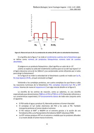 Reduca (Biología). Serie Fisiología Vegetal. 2 (3): 1-47, 2009.
ISSN: 1989-3620
8
Figura 8. Efecto de luces R, IR o la combinación de ambas (R+IR) sobre la velocidad de fotosíntesis.
En el gráfico de la figura 7 se mide el rendimiento cuántico de la fotosíntesis que
se define como número de productos fotoquímicos número total de cuantos
absorbidos.
El oxígeno es un producto fotoquímico. ¿Qué significa un valor de φ = 0?
¿Cómo se explica la caída del rendimiento cuántico para la luz del rojo lejano? ¿Y
el ligero descenso cerca de los 500nm? ¿Los carotenoides serían eficientes por sí solos
para dirigir la fotosíntesis?
En la figura 8 se mide la velocidad de la fotosíntesis cuando se irradia con luz R,
RL (rojo lejano) ó R+RL. ¿A qué conclusión se llega?
Volviendo a los complejos proteicos, son cuatro complejos los que llevan a cabo
las reacciones luminosas de la fotosíntesis: PSII, complejo citocromo b6f, PSI y ATP
sintasa. Veamos de nuevo el esquema en Z con algo más de detalle en la figura 9.
La clorofila de los centros de reacción, como ya sabemos, es una clorofila
especializada que denominamos P680 en el PSII y P700 en el PSI (haciendo referencia a
sus características espectrales). El funcionamiento básico de todo este conjunto sería
el siguiente:
• El PSII oxida el agua y produce O2 liberando protones al lumen tilacoidal
• El complejo cit b6f recibe electrones del PSII y los cede al PSI. También
transporta protones al lumen desde el estroma
• El PSI reduce el NAP+
a NADPH en el estroma gracias a la acción de una
ferredoxina (fd) y una flavoproteína ferredoxina-NADP reductasa (FNR)
• La ATP sintasa produce ATP en el estroma a medida que los protones difunden
a su través desde el lumen hacia el estroma.
 