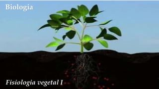 Biologia
Fisiologia vegetal I
 