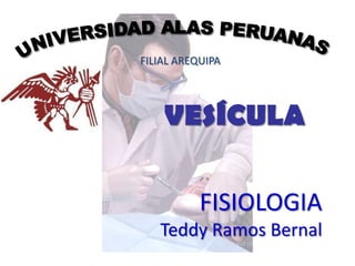 FILIAL AREQUIPA




    VESÍCULA

           FISIOLOGIA
   Teddy Ramos Bernal
 