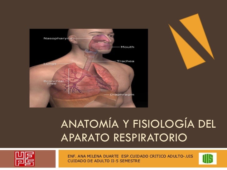 aparato respiratorio del conejo Observarás la capa peritoneal que cubre los órganos del conejo la tráquea y los pulmones de la caja torácica y así observar mejor el aparato respiratorio. aparato respiratorio del conejo Observarás la capa peritoneal que cubre los órganos del conejo la tráquea y los pulmones de la caja torácica y así observar mejor el aparato respiratorio.