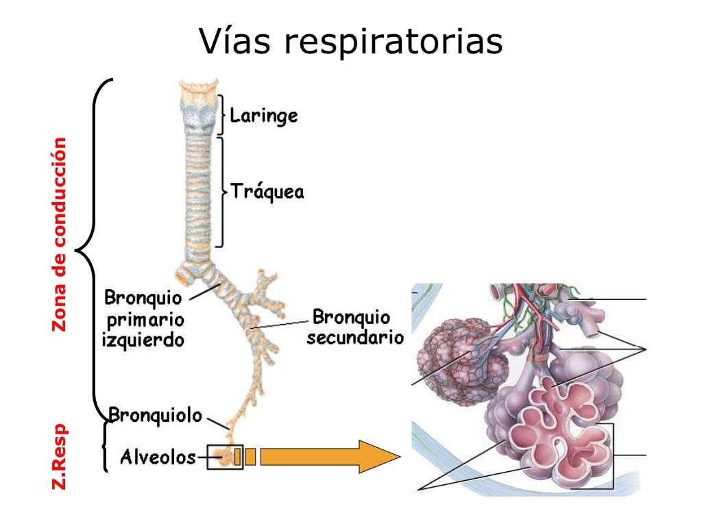 Anatomía y fisiología del aparato respiratorio