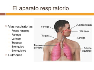 El aparato respiratorio
 Vías respiratorias
 Fosas nasales
 Faringe
 Laringe
 Tráquea
 Bronquios
 Bronquiolos
 Pulmones
 