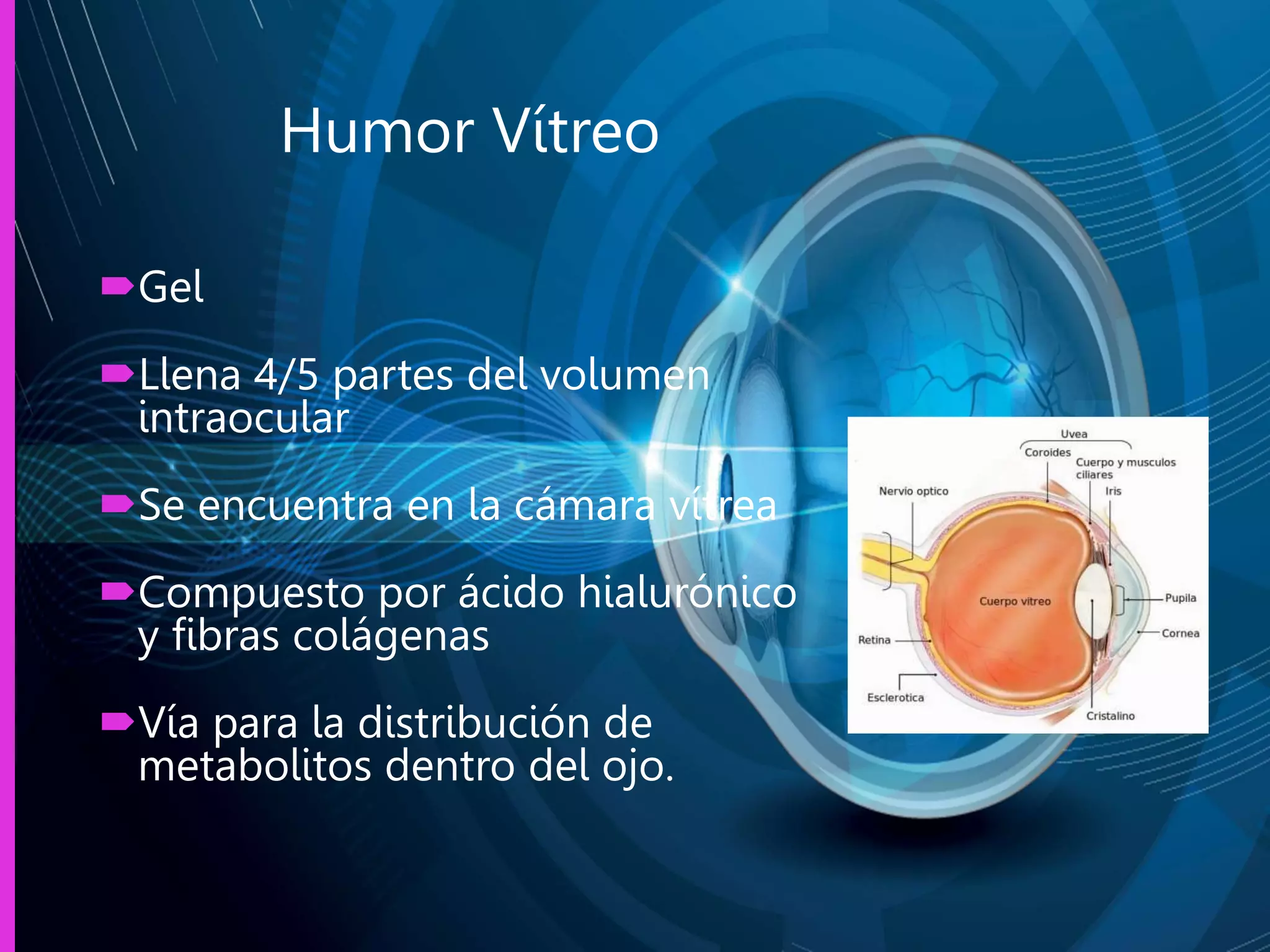 fisiologia_y_anatomia_de_ojo[1].pptx