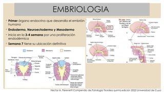 Neuroectodermo Fisiología y Patología de la Tiroides y su Impacto en la Reproducción ...