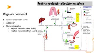 Regulasi hormonal
● Hormon antidiuretik (ADH)
● Aldosteron
● Natriuretic peptide
○ Peptide natriuretic brain (BNP)
○ Peptida natriuretik atrium (ANP)
 