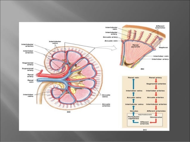 Download 940 Gambar Fisiologi Ginjal Keren 