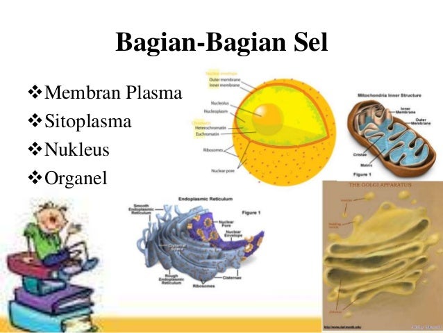 26 Sel Hewan Sitoplasma Terkini