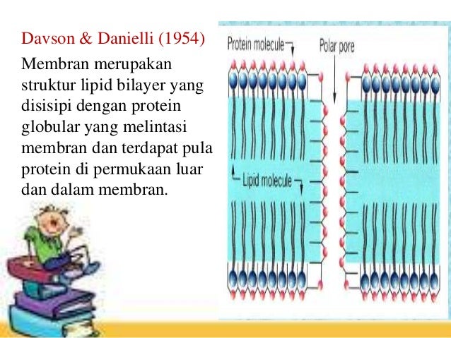 Fisiologi hewan membran sel Fisiologi hewan membran sel