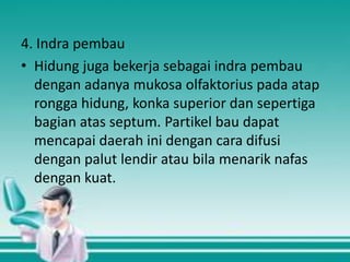 4. Indra pembau
• Hidung juga bekerja sebagai indra pembau
dengan adanya mukosa olfaktorius pada atap
rongga hidung, konka superior dan sepertiga
bagian atas septum. Partikel bau dapat
mencapai daerah ini dengan cara difusi
dengan palut lendir atau bila menarik nafas
dengan kuat.

 
