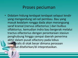 Proses peciuman
• Didalam hidung terdapat terdapat selaput lendir
yang mengandung sel-sel pembau. Bau yang
masuk kedalam rongga dada akan merangsang
saraf kranial (nervus olfactorius ) dari bulbus
olfaktorius. kemudian indra bau bergerak melalui
tractus olfactorius dengan perantaraan stasiun
penghubung hingga sampai daerah penerima
akhir dalam pusat olfactory pada lobus
temporalis di otak besar dimana perasaan
tersebut ditafsirkan/di intepretasikan.

 
