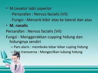 • M.Levator labii superior
-Persarafan : Nervus facialis (VII)
-Fungsi : Menarik bibir atas ke lateral dan atas
• M. nasalis
Persarafan : Nervus facialis (VII)
Fungsi : Menggerakkan cupping hidung dan
hidungnya sendiri
– Pars alaris : membuka lebar lebar cuping hidung
– Pars transversa : Mengecilkan lubang hidung

•

 
