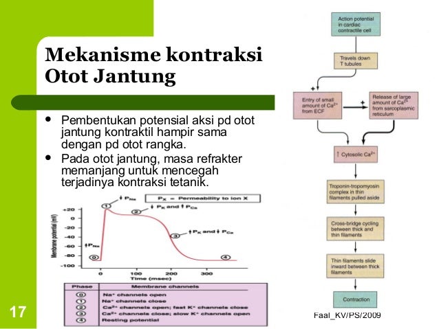 Fisiologi kardiovaskular (Jantung)