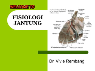 FISIOLOGI
JANTUNG
Dr. Vivie Rembang
 