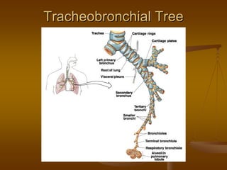 Tracheobronchial TreeTracheobronchial Tree
 