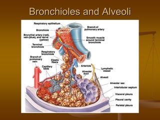 Bronchioles and AlveoliBronchioles and Alveoli
 